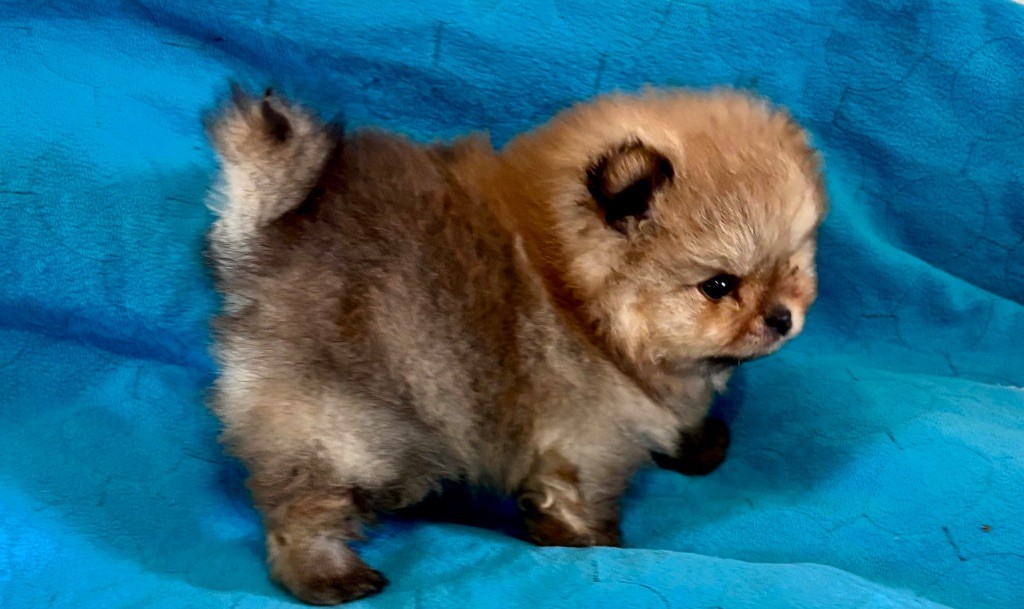 Du Royaume Des Choupettes - Chiots disponibles - Spitz allemand