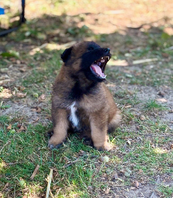 CHIOT 1