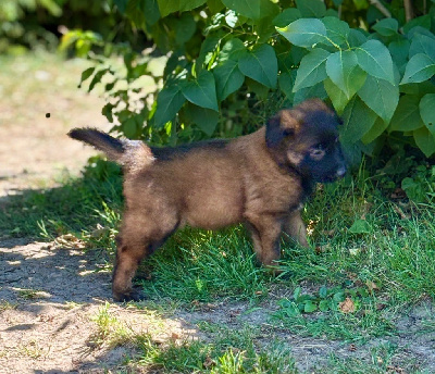 CHIOT 3