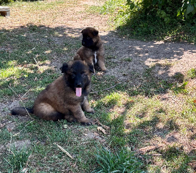 CHIOT 5