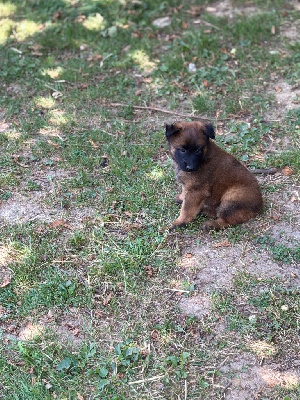 CHIOT 6