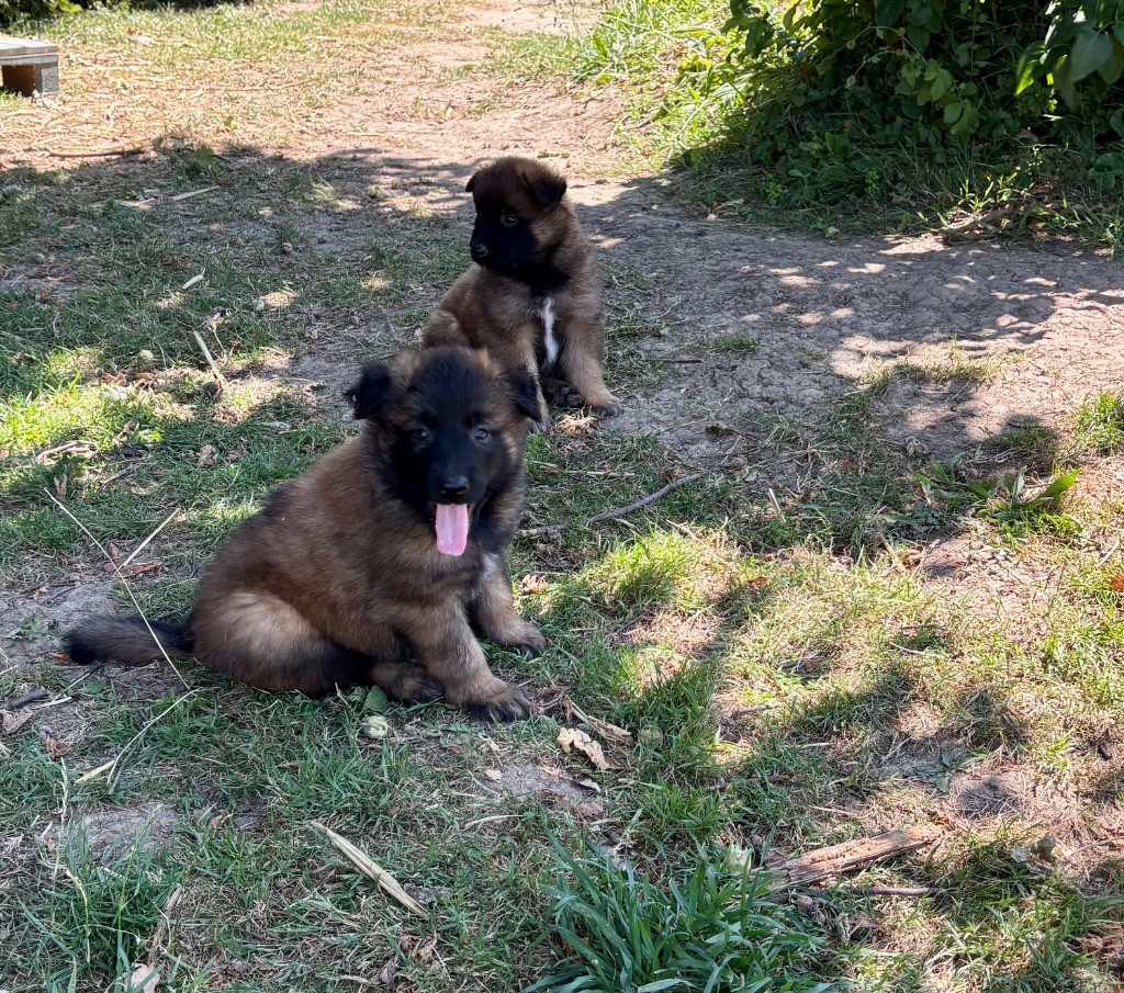 Du Royaume Des Choupettes - Chiots disponibles - Berger Belge