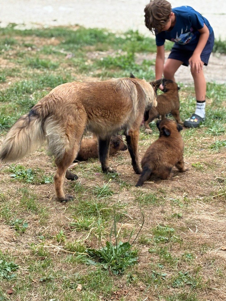 Du Royaume Des Choupettes - Chiots disponibles - Berger Belge