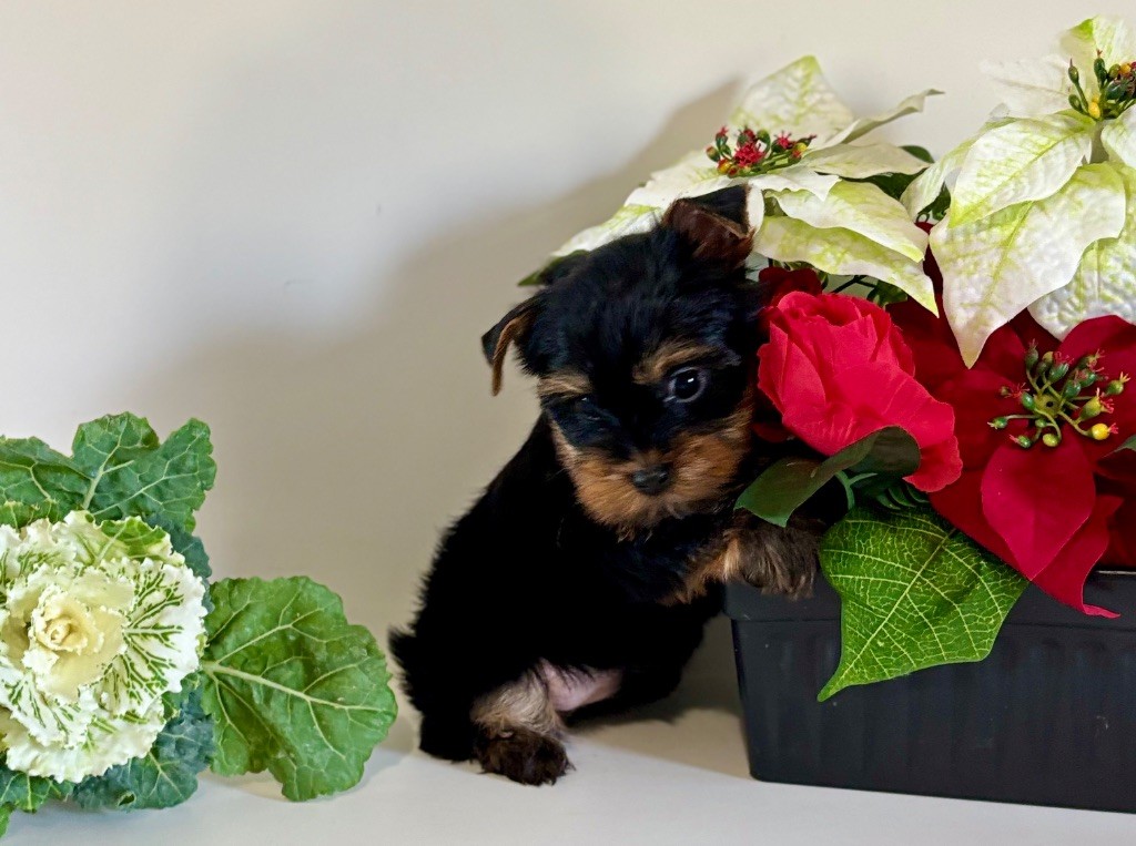 Du Royaume Des Choupettes - Chiots disponibles - Yorkshire Terrier